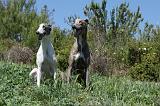 GREYHOUND 068